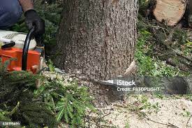 Best Storm Damage Tree Cleanup  in Bayfield, CO