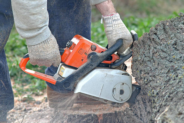 How Our Tree Care Process Works  in  Bayfield, CO